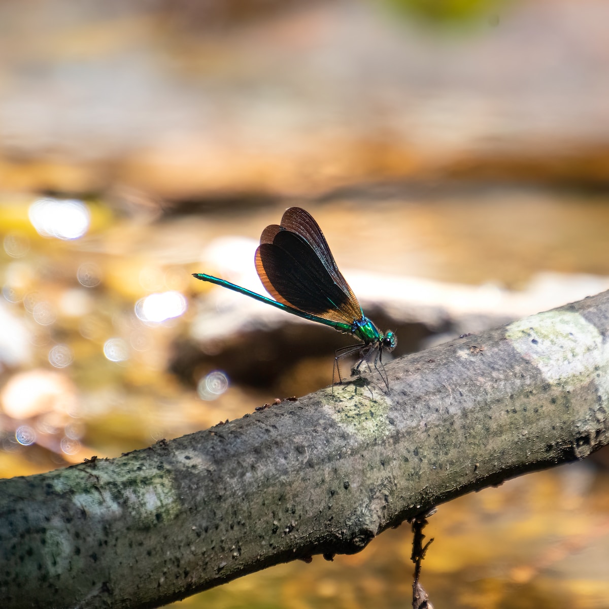 a butterfly on a log