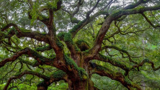 Photo de Andrew Shelleysur Unsplash